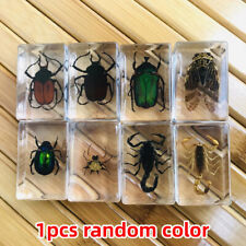 Real Spider In Resin Insects In Resin Spiders Specimen Collection K0D3 picture
