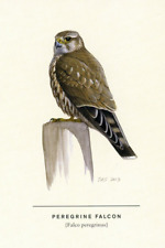 Peregrine Falcon, David Allen Sibley (American, 1961-) --POSTCARD picture