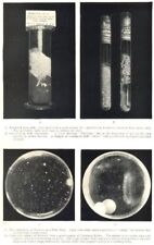 DAIRY BACTERIOLOGY. Renneted pure milk. Gas-forming organisms; Bacteria 1912 picture
