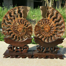 Natural ammonite fossil conch Crystal specimen healing+stand 2PCS picture