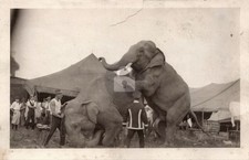 1920s Circus Elephants Mating / Tent View RPPC Photo Postcard COPY picture