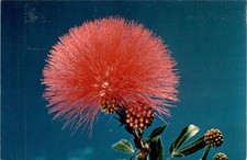 LEHUA BLOSSOM, Ohia Tree, sea level, 9,000 feet, Postcard picture