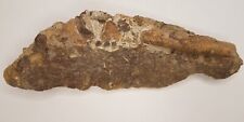 Hollow Theropod Dinosaur Bone Fossil - Lance Fm. - Weston Co. - WY picture