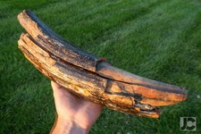 ICE AGE EXTINCT MEGAFAUNA MAMMOTH FOSSIL 'TOOTH' For DISPLAY SCRIMSHAW CARVING picture