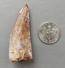 Triassic Phytosaur 46mm Fossil Tooth - Redonda Formation New Mexico picture