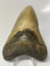 Megalodon Shark Tooth 4.20” Amazing - Real Fossil - Beautiful 11822 picture