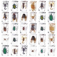 30 PCS Insect in Resin Specimen Bugs Collection Paperweights Various Taxider picture