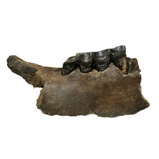 Ice Age Woolly Rhino Jaw picture