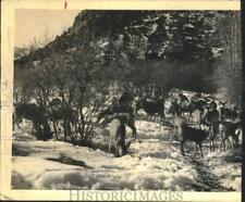 1935 Press Photo Herd of deer grazing in snowy field - tub01039 picture