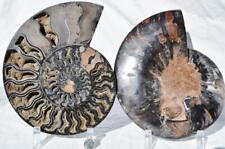 Large Black Ammonite Pair Great Crystals 110myo FOSSIL XL 219mm 8.7