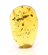 Extinct Sphecomyrma Ant, Fossil Inclusion in Burmese Amber picture