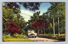 FL- Florida, Palm Lined Drive In Everglades, Antique, Vintage c1951 Postcard picture