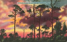 Bradenton FL Florida, Beautiful Sunset & Caribbean Pine Trees, Vintage Postcard picture