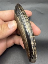 COLORFUL FOSSIL SPERM CETACEAN TOOTH BEAUTIFULLY POLISHED 4” picture