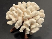 Natural Real Coral White Reef Decor Approximately 7” Diameter picture