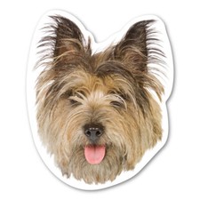 Cairn Terrier Magnet picture