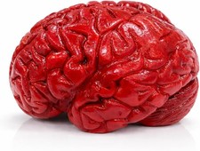 Prop - Soft Sponge-Like Realistic Brains Model - Fake Brain Decor picture