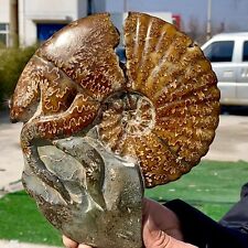 2.72LB Rare Natural Tentacle Ammonite FossilSpecimen Shell Healing Madagascar picture