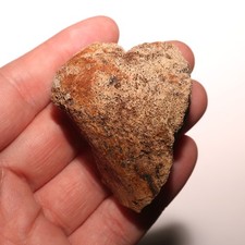 Dinosaur End Bone with Predation Bite Mark - CRETACEOUS Hell Creek Formation picture