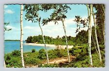 Sebago Lake ME-Maine, Sebago Lake, Birch Trees, Pines, Vintage c1968 Postcard picture