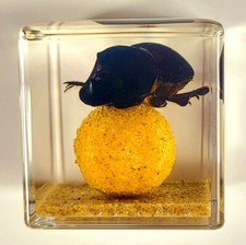 40mm Real Dung Beetle w/ Ball in Clear Lucite Resin Scenery Insect Cube Diorama picture