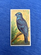SATIN BOWER BIRD 1889 N5 Allen & Ginter Birds of the Tropics picture