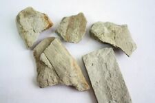 Carboniferous classic Yorkshire Crigglestone Sandstone plant Calamites small x1 picture