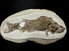 fossil fish ,perleidus, Jurong China picture