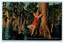 1942 Moss Covered Cypress Trees In Florida Everglades Pretty Women Suit Postcard picture