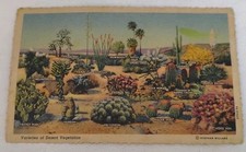 Varieties of Desert Vegetation Palm Springs CA Cactus Chrome Postcard Unposted picture