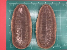 Mazon Creek 6 Inch Crenulopteris Fern- Carboniferous-Pit 11- Braidwood, Illinois picture