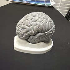 Anatomical Human Brain Gray Matter Model 3D Educational Teaching Tool w/Base picture
