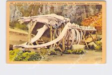 PPC Postcard CA California Monterey Skeleton Of Sperm Whale Lobos National Park picture