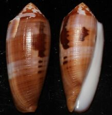 Seashell Conus circumcisus CIRCUMCISION CONE 69.7mm F+++ Superb Marine Species picture