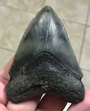 AWESOME “ARROW HEAD” SHAPED UPPER - 3.42” x 2.61” Megalodon Shark Tooth Fossil picture