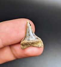 Beautiful Unique Mako Shark Tooth From Bakersfield California picture
