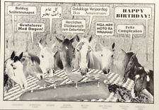 Birthday Card- Happy Birthday In 8 Languages - Horses-  Funny Vintage Postcard picture