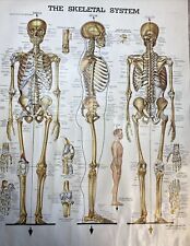 Anatomical Chart Co. LOT OF 10 Medical Anatomy Charts 1973 To 1983 RARE VINTAGE picture