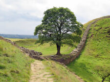 Photo 6x4 HADRIANS WALL AT SYCAMORE GAP c2015 picture