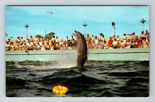 Miami FL-Florida, Dolphin Performing At Seaquarium, Vintage Postcard picture