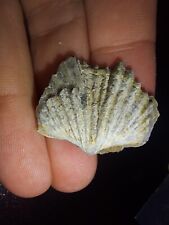 Tasmanian Salwater Shellfish Fossil 24.7ct 100% Natural Australia Extremely Rare picture