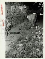 1989 Press Photo Officer bundles clump of marijuana plants, 620 N. Doris Street picture