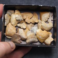 70 grams Shark Squalicorax Pristodontus Corax Tooth Teeth Fossil lot picture