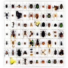 50 Pcs Insect in Resin Specimen Bugs Collection Paperweights Real Insect lot picture