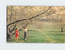 Postcard Typical Orchard Scene Apple Blossom Time Cumberland Valley USA picture