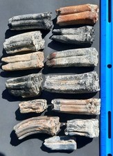 FOSSILIZED HORSE TEETH BONE VALLEY CENTRAL SW FL FLORIDA MAMMAL FOSSIL FAUNA picture