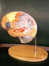 Medical Anatomical Human Brain Model Anatomy Cerebral Cortex Brain Nerve Models picture