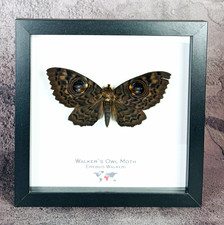 Walker’s Owl Moth (Erebus walkeri) Framed Specimen Display Picture Frame picture