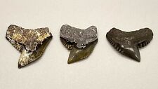 3 Nice Quality, colorful Fossil Extinct TIGER SHARK Teeth - Venice,  FL picture