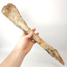 Hadrosaur Fibula Dinosaur Fossil Limb Segment - Judith River Fm. - Hill Co., MT picture